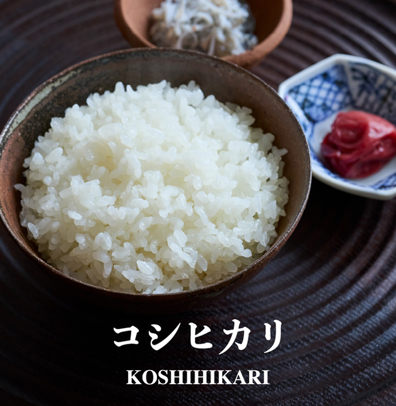 コシヒカリ